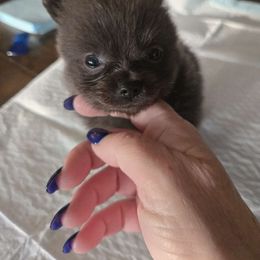 Boy 2 - Black and brindle male Pomeranian puppy in Prattville, Alabama from Hall's Precious Babies