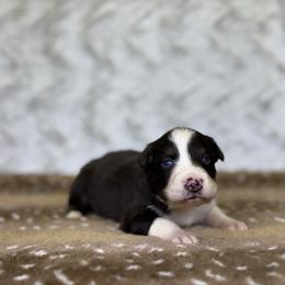 Spatula - Red & white female Australian Shepherd puppy in Argyle, Iowa from Country Time Kennels