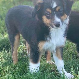 Australian Shepherd, Miniature Australian Shepherd, and Toy Australian Shepherd Puppies from Brushy Creek Aussies & Mini Aussies