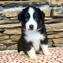 Electra - Black tri-color female Australian Shepherd puppy in Red Springs, North Carolina from Julia Rose Ranch