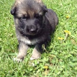 German Shepherd Puppies from Hacker Haus GSDs