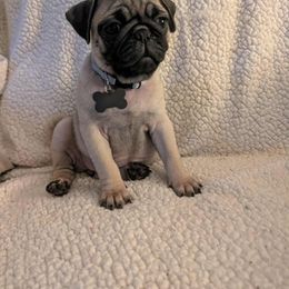 Pug Puppies from Lisa's Pugalicious Pugs