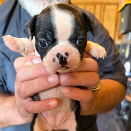 Fiona - Black and white female Boston Terrier puppy in Covington, Georgia from Tuxedo Bostons of Atlanta