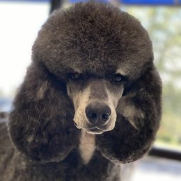 Valo - Poodle