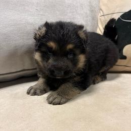 Black and Tan Male 1 - Black and tan male German Shepherd puppy in Tafton, Pennsylvania from Pocono GSD