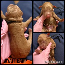 Wyatt Earp - Red  male Poodle puppy in Mount Vernon, Illinois from AMC Poodles