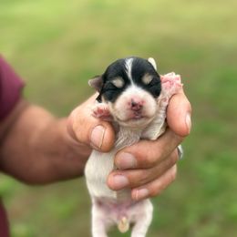 Cranberry - Black & tan tri-color female Morkie puppy in Oakland, Kentucky from Imperial Dogs