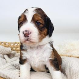 Sweet tea - Sable female Bernedoodle puppy in New Harmony, Indiana from Cottonwood Farms