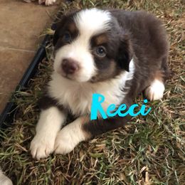 Miniature Australian Shepherd Puppies from 7UL Mini Aussies
