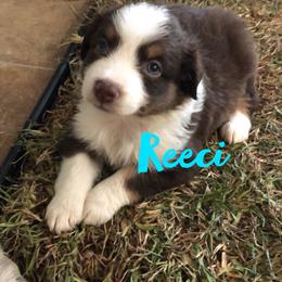 Miniature Australian Shepherd Puppies from 7UL Mini Aussies