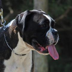 Liberty - Boxer
