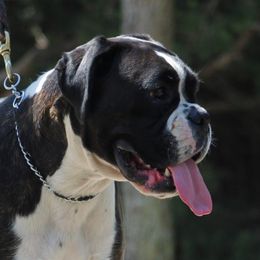 Liberty - Boxer