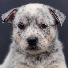 Girl 2 - Blue mottled Australian Cattle Dog puppy in Burleson, Texas from Bluebonnet Heelers