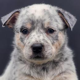 Girl 2 - Blue mottled Australian Cattle Dog puppy in Burleson, Texas from Bluebonnet Heelers