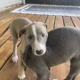 Greyhound Puppies from Angela Holtzen