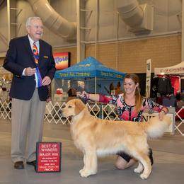 Golden Retriever All Grown Up from Darby Hill Goldens