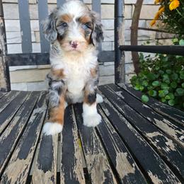 Lola - Blue merle female Bernedoodle puppy in Holtwood, Pennsylvania from Country Ridge Puppies