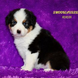 BLACK TRI FEMALE - Black tri-color female Australian Shepherd puppy in Douglas, Georgia from Smooreaussies