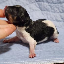 Angel - Black parti female Pomeranian puppy in Fort Worth, Texas from Picture Perfect Poms