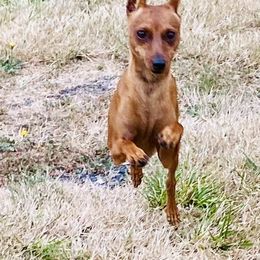 Reacher - Miniature Pinscher