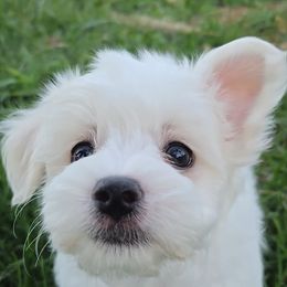 Noah - White male Maltese puppy in Aurora, Missouri from KnJ Precious Paws LLC