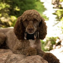 Poodles and Schnoodles from Pippa’s Place Poodles