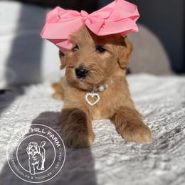 Girl 4 - Cream female Goldendoodle puppy in Fayetteville, Arkansas from Silver Hill Farm