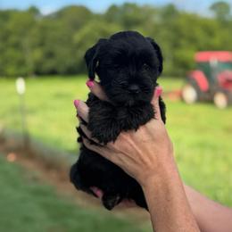 Jocie - Orange Girl- Yellow - Black female Miniature Schnauzer puppy in Oneonta, Alabama from Murphree Valley Kennels
