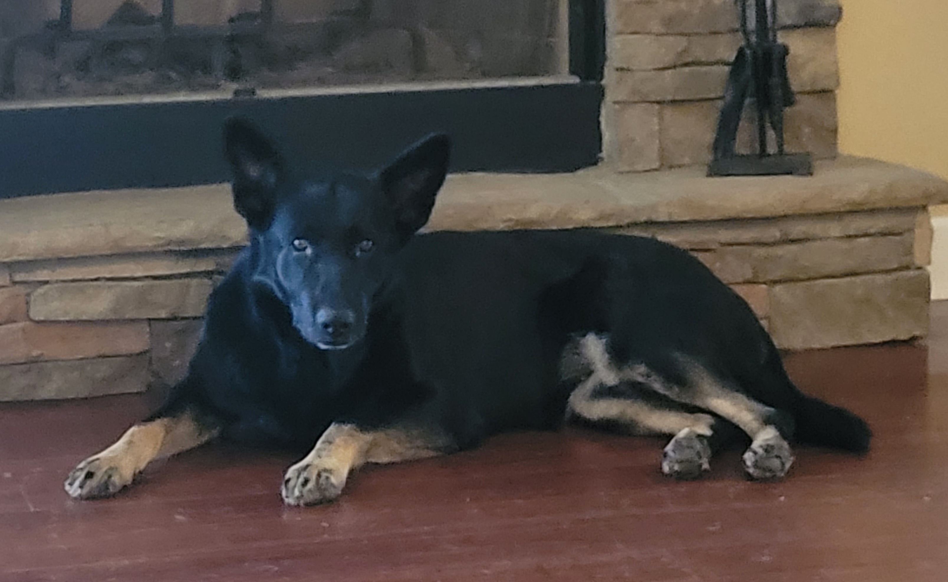 Bella - German Shepherd