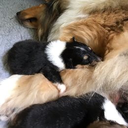 Collie Puppies from Foxglove Farms Collies
