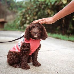 Australian Labradoodle Puppies from Llewellyn's Grove Labradoodles