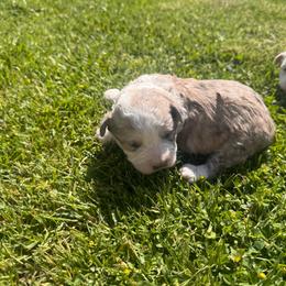 Boy 1 - Liver and white male Shihpoo puppy in Junction, Utah from Sugar Doodles