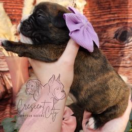 Boxer Puppies from Crescent City European Boxers