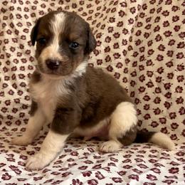 Gus - Merle male Bernedoodle puppy in Holden, Missouri from Mid-West Bernedoodles