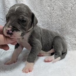 Moonstar - Mantle female Great Dane puppy in Bay City, Michigan from Monarch Danes