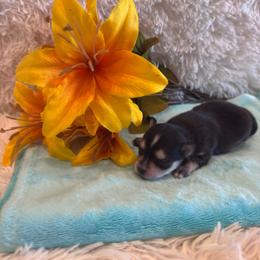 Female 3 - Black and white female Pomsky puppy in Bucyrus, Missouri from Hill Top Pomskies