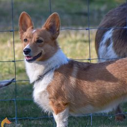 Ruby - Pembroke Welsh Corgi