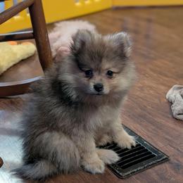 Adam - Orange sable male Pomeranian puppy in Danielsville, Georgia from PassionatePomPoms