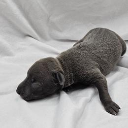 Blue Female - Blue female Italian Greyhound puppy in Newalla, Oklahoma from Heartland Iggys