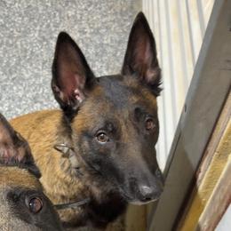 Mazi - Belgian Malinois