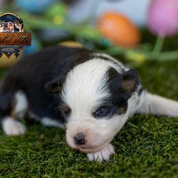 Nova - Black tri male Toy Australian Shepherd puppy in Granbury, Texas from Best Little Aussies