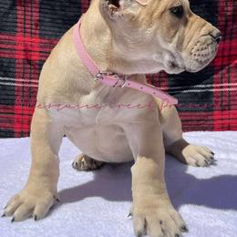 Perro de Presa Canario Puppies from Mesquite Creek Kennels