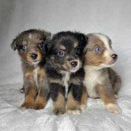 Miniature Australian Shepherd Puppies from JSK Aussie