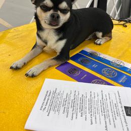 Harry - Chihuahua