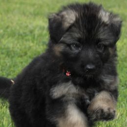 German Shepherds from Steadfast German Shepherds