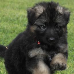 German Shepherds from Steadfast German Shepherds