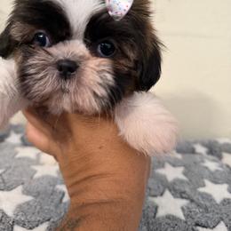 Rosa - Tricolor female Shih Tzu puppy in Apple Valley, California from Garcia_shihtzu