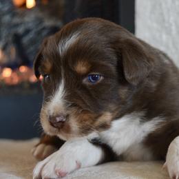 Sparky - Red tri-color male Australian Shepherd puppy in Lyons, Georgia from Canyon South Aussies