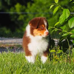 Oscar - Red tri-color male Australian Shepherd puppy in Cape Girardeau, Missouri from Promise Keeper Kennel