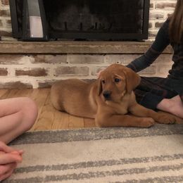 Dilute Retriever and Labrador Retriever Puppies from Royalty Retrievers